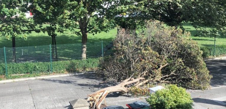 Guide to Roof Damage Caused by Fallen Trees